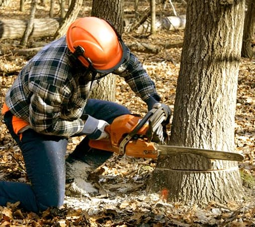 Tree Removal in New Braintree, MA